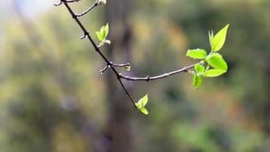 清明时节毛毛雨滴落在树叶实拍4k.mp4视频的预览图